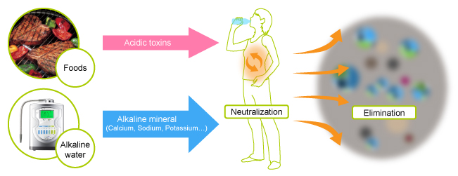 Sử dụng nước kiềm để làm sạch dư lượng axit trong cơ thể